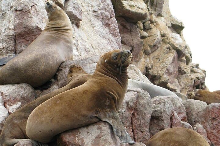 Ballestas Islands Speedboat Tour from Paracas — 2-Hour Wildlife Cruise photo 3