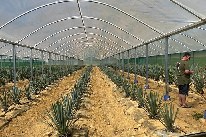 Kiwi Spirit Distillery Golden Bay — New Zealand's Only Blue Agave Tequila Farm and Scenic Abel Tasman Overfly photo 3