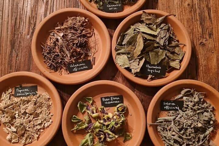 Wild Herb Picking Walk in Rhoonse Grienden: Foraging and Herbal Tea Near Rotterdam photo 5
