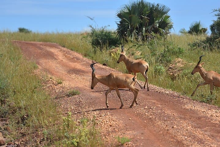 3-Day Murchison Falls Big Five Safari & Rhino Tracking — Uganda Adventure photo 6
