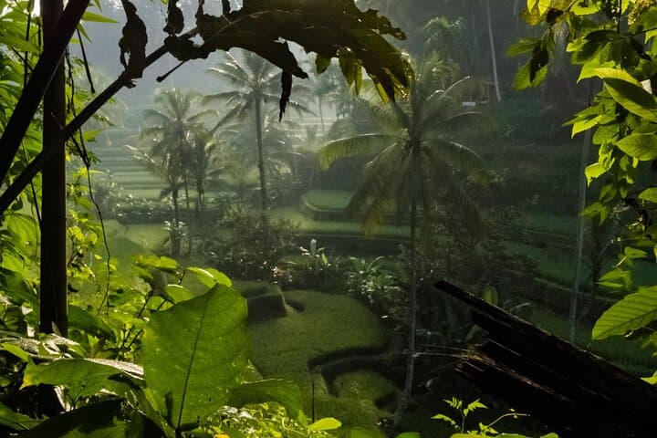 Ubud Day Tour Guide: Tegalalang Rice Terraces, Tegenungan Waterfall & Monkey Forest photo 4