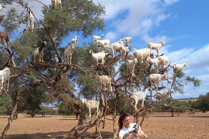 Coastal Escape: Essaouira One-Day Trip from Marrakech photo 5