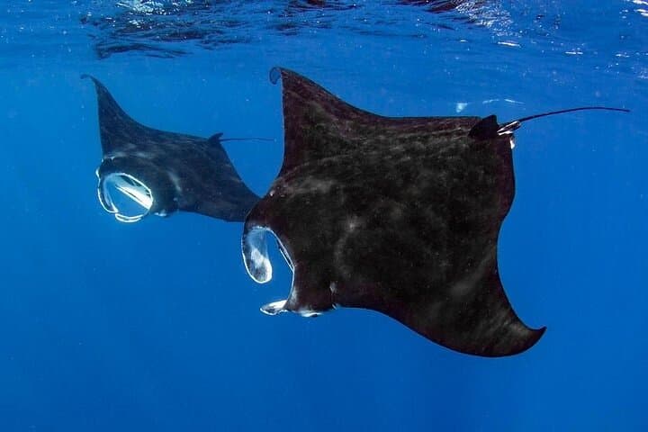 Kona Manta Ray Night Snorkel: Small-Group Kona Snorkel Adventure