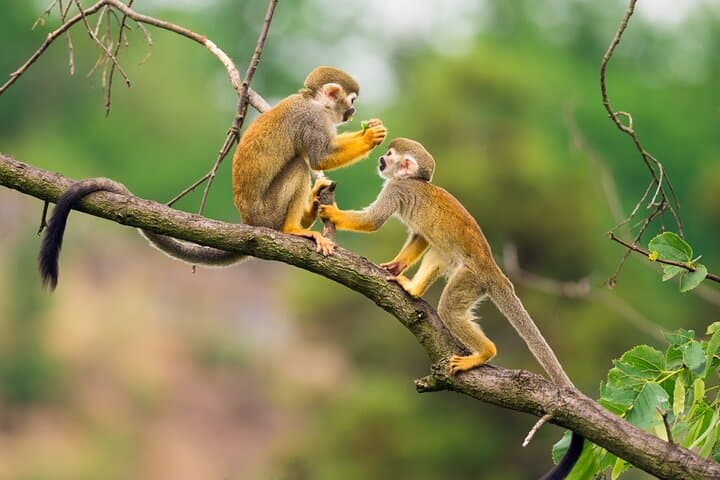 Amazon Jungle and Indigenous Cultural Expedition — 2-Day Leticia Overnight photo 4