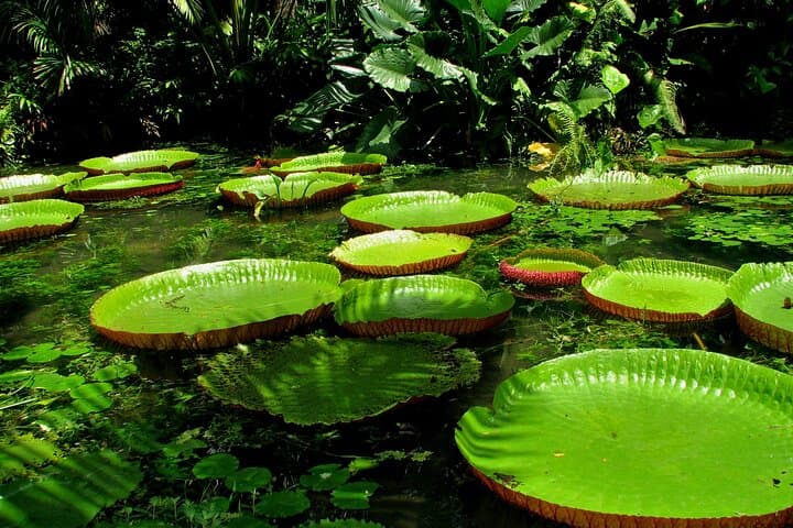 Wild Amazonas Adventure: 4-Day Leticia Jungle Tour photo 2