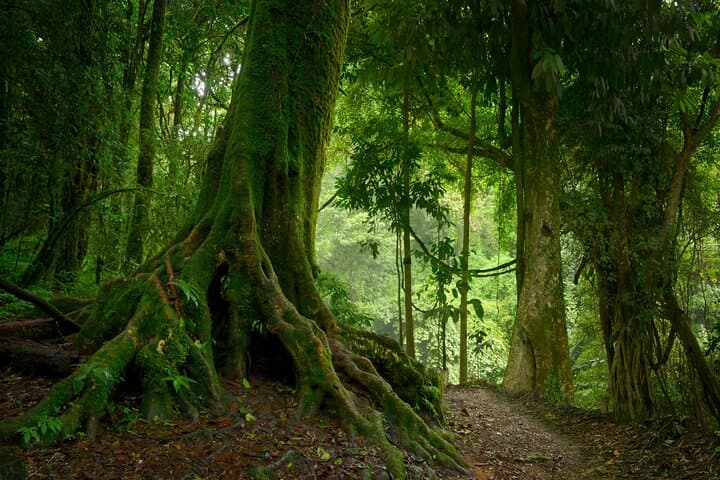 Wild Amazonas Adventure: 4-Day Leticia Jungle Tour photo 4
