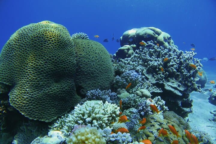3-Day Open Water Scuba Course in Aqaba — Red Sea PADI Certification photo 5