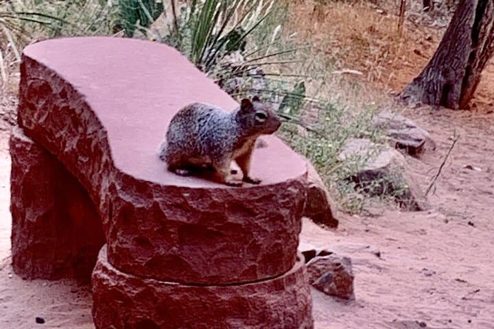 Zion Canyon in a Day: Small-Group Tour from Las Vegas to Zion National Park photo 3