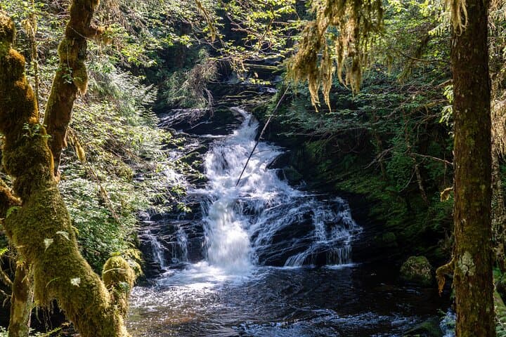 Ketchikan Magical Old-Growth Creek Trek: Guided Tongass Rainforest Hike