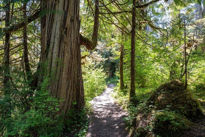 Ketchikan Magical Old-Growth Creek Trek: Guided Tongass Rainforest Hike photo 3