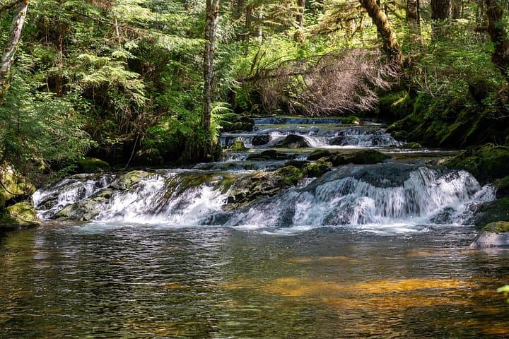 Ketchikan Magical Old-Growth Creek Trek: Guided Tongass Rainforest Hike photo 4