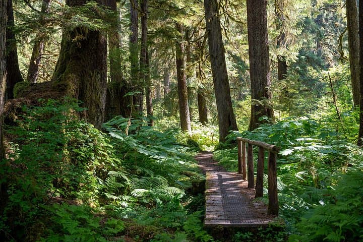 Ketchikan Magical Old-Growth Creek Trek: Guided Tongass Rainforest Hike photo 5