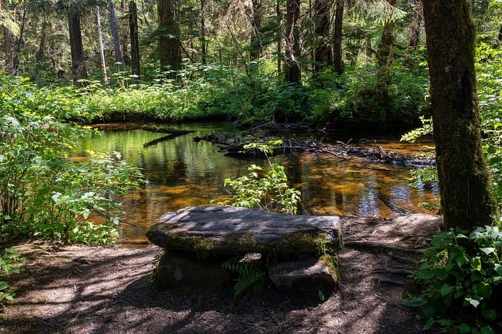 Ketchikan Magical Old-Growth Creek Trek: Guided Tongass Rainforest Hike photo 6