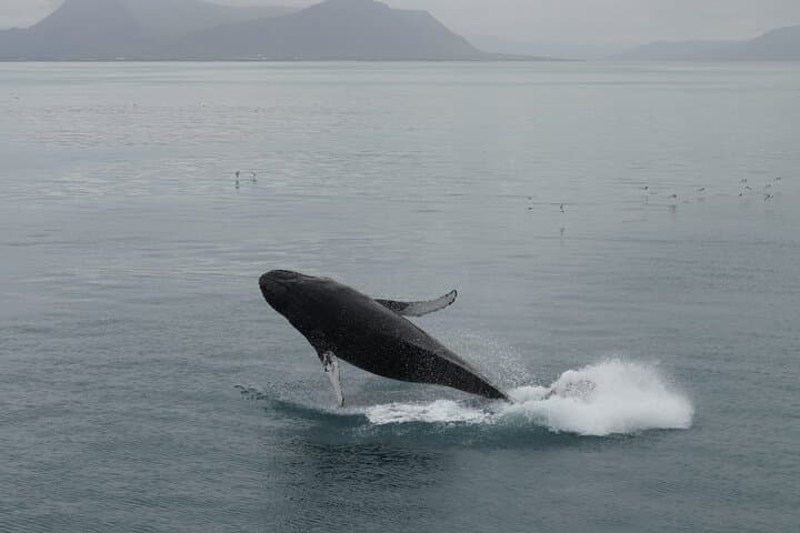 Whale Watching from Reykjavik: Guided Tours into Faxaflói Bay photo 3