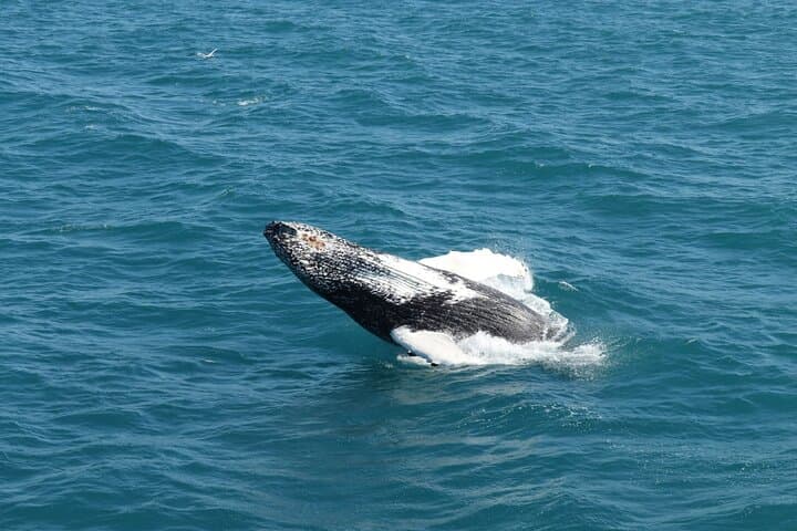 Whale Watching from Reykjavik: Guided Tours into Faxaflói Bay photo 2