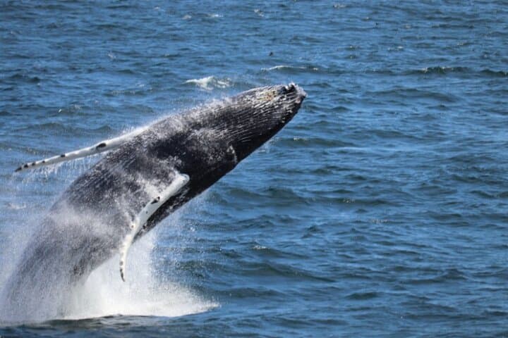 Whale Watching from Reykjavik: Guided Tours into Faxaflói Bay