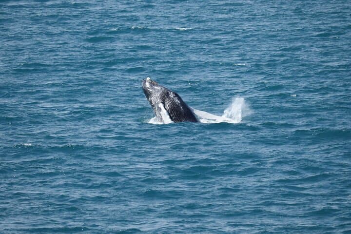 Whale Watching from Reykjavik: Guided Tours into Faxaflói Bay photo 4