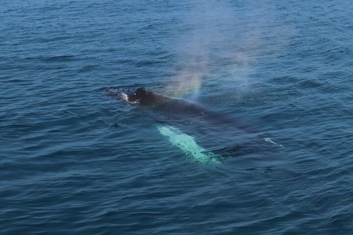 Whale Watching from Reykjavik: Guided Tours into Faxaflói Bay photo 5