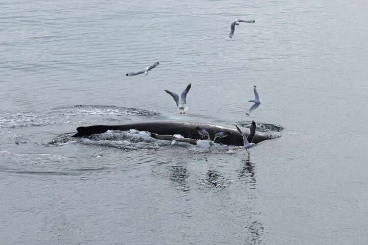 Whale Watching from Reykjavik: Guided Tours into Faxaflói Bay photo 6