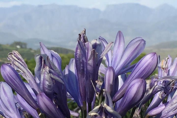 Animal World Tours in Cape Town: Half-Day Table Mountain & Urban Wildlife Experience photo 2