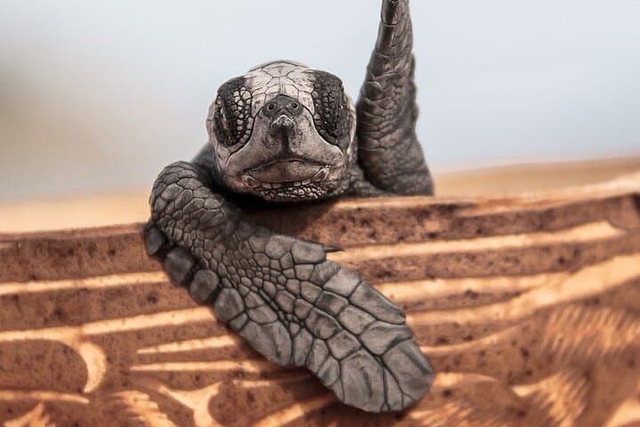 Cabo Turtle Release: Hands-On Conservation at Rancho Carisuva photo 3