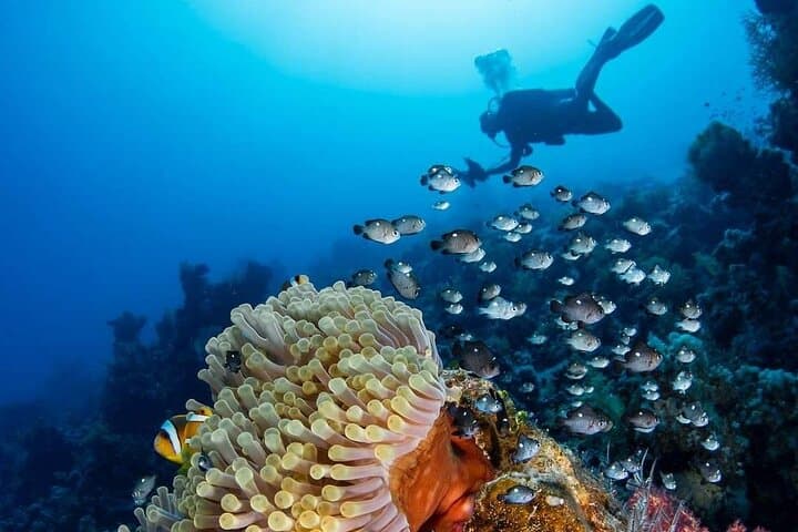 Explore Dahab: Blue Hole Snorkel, Bedouin Safari & Wadi Qunai Day Tour photo 1