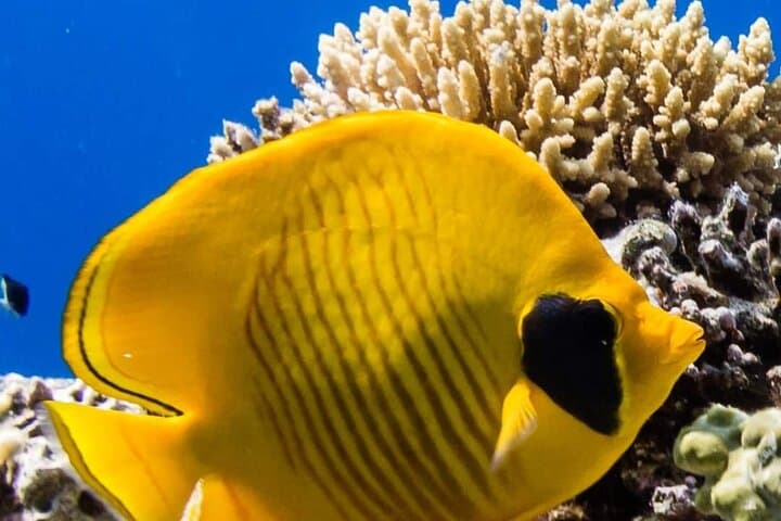 Explore Dahab: Blue Hole Snorkel, Bedouin Safari & Wadi Qunai Day Tour photo 2