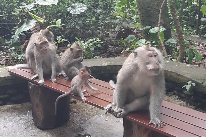 Best Ubud Full-Day Private Tour — Tegalalang Rice Terrace, Monkey Forest & Tegenungan Waterfall photo 6