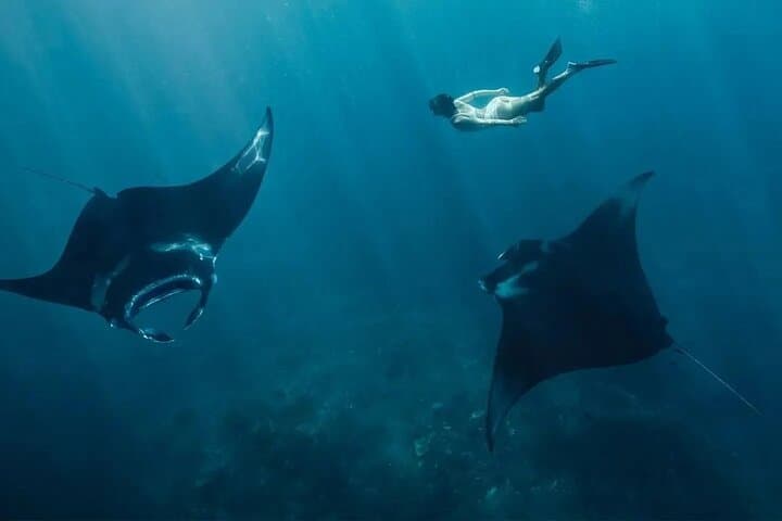 Nusa Penida Snorkel Day Trip — Manta Rays, Kelingking & Tembeling Pool