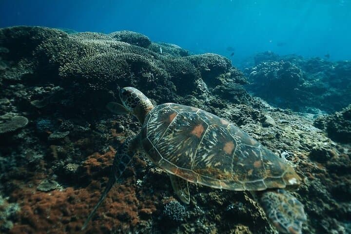 Nusa Penida Snorkel Day Trip — Manta Rays, Kelingking & Tembeling Pool photo 2