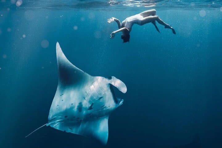 Nusa Penida Snorkel Day Trip — Manta Rays, Kelingking & Tembeling Pool photo 3