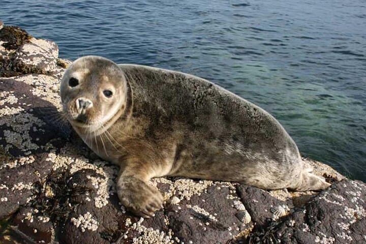 Farne Islands Seabird & Seal Cruise from Seahouses — 90-Minute Wildlife Boat Trip