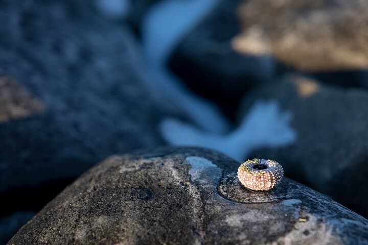 Blue Day Tour: Kvaløya Fjords & Landscape Photography from Tromsø photo 4