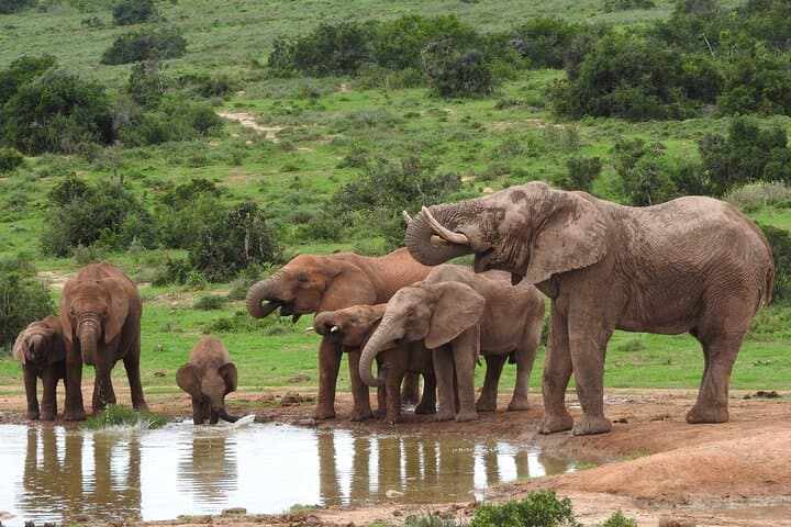 5-Day Eastern Cape Adventure: Addo Safari, Tsitsikamma & St Francis Bay