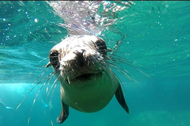 Isla Espíritu Santo Boat Tour from La Paz — Snorkel, Sea Lions & Beach Lunch