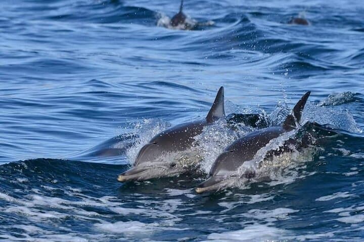 Isla Espíritu Santo Boat Tour from La Paz — Snorkel, Sea Lions & Beach Lunch photo 3