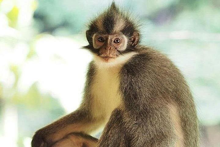 Bukit Lawang 2-Day Jungle Trek & River Tubing in Gunung Leuser photo 3