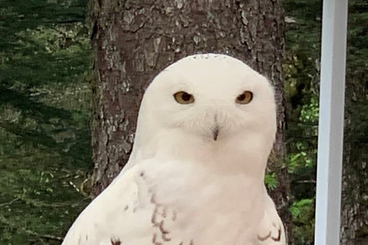 Explore Sitka's Rich Wilderness and Culture: A Private Two-Hour Tour photo 5