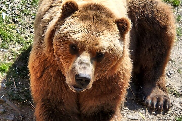 Explore Sitka's Rich Wilderness and Culture: A Private Two-Hour Tour photo 6