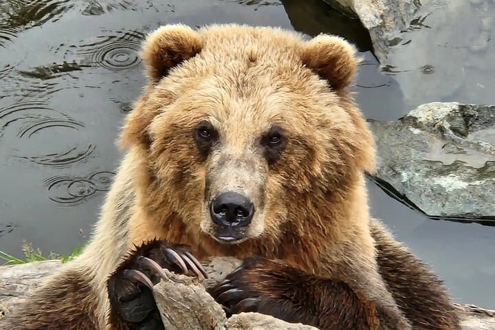 Explore Sitka's Rich Wilderness and Culture: A Private Two-Hour Tour