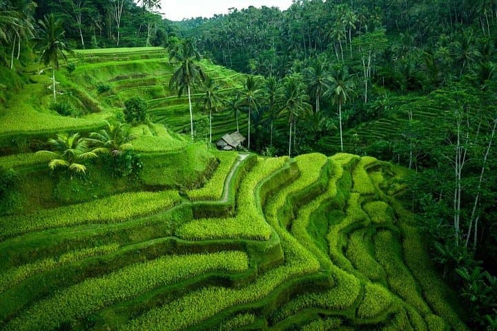 Ubud Jungle Swing & Cultural Day Tour — Monkey Forest, Art Villages & Tegenungan Waterfall photo 2