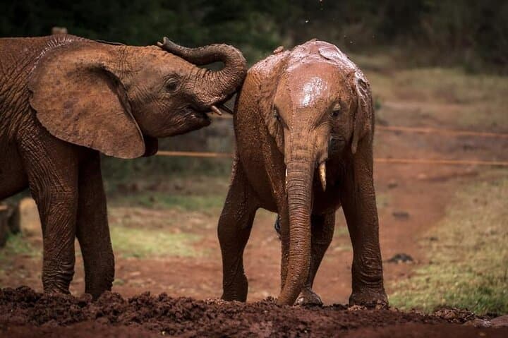 Nairobi Half-Day: Elephant Orphanage & Giraffe Centre Tour photo 5