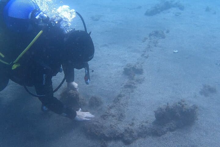 Terceira Azores Double Dive: Certified Scuba Adventures Around Angra do Heroísmo photo 2