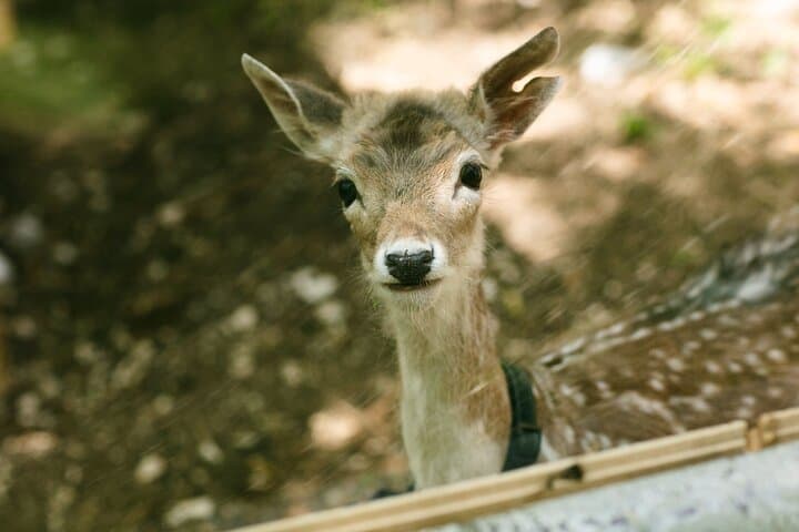 Private Animal Encounter at Borgo Incantato near Spoleto photo 2