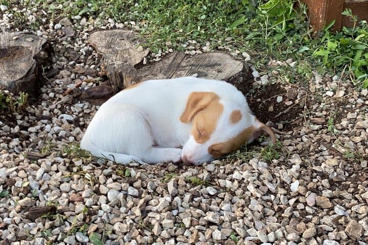 Private Animal Encounter at Borgo Incantato near Spoleto photo 3