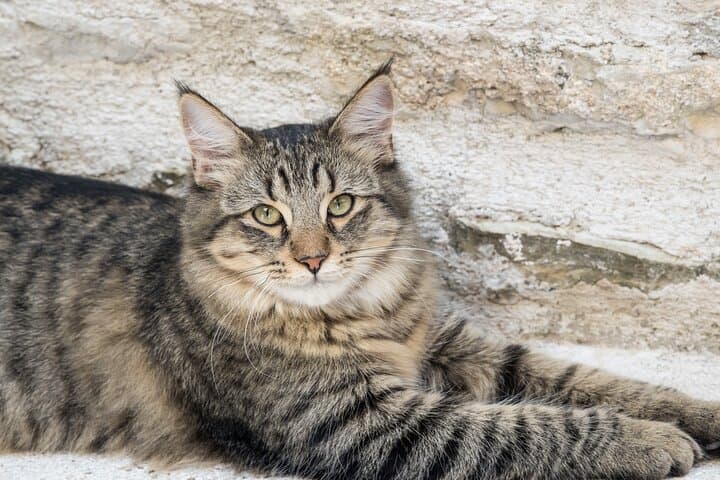 Private Animal Encounter at Borgo Incantato near Spoleto photo 4