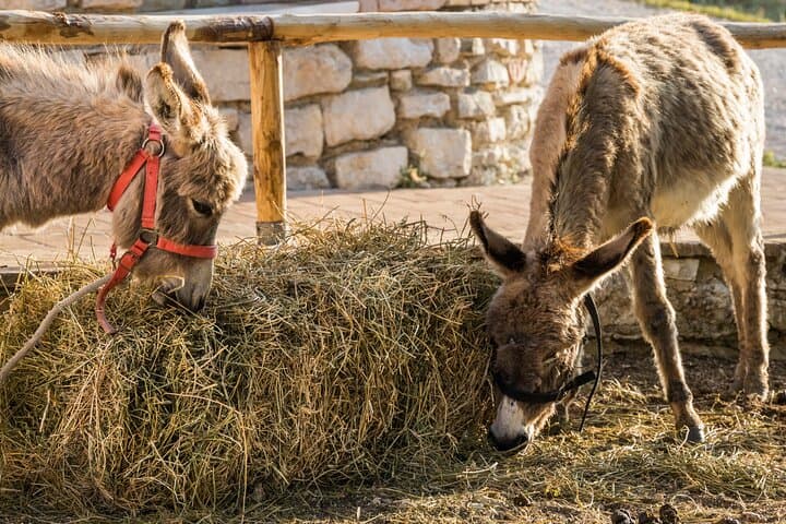Private Animal Encounter at Borgo Incantato near Spoleto photo 6