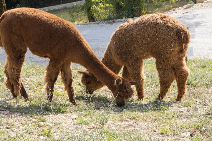 Private Animal Encounter at Borgo Incantato near Spoleto
