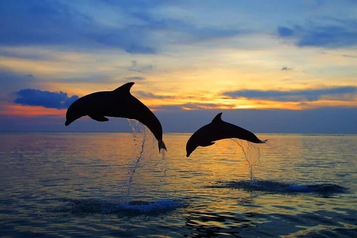 Rovinj Dolphin Sunset Speedboat Adventure photo 5