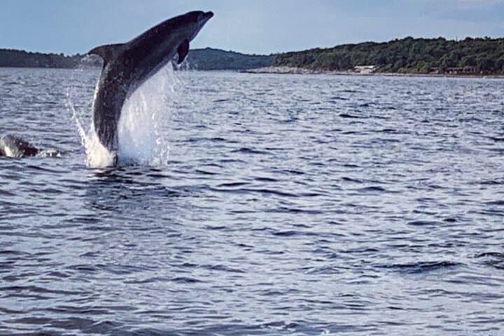 Rovinj Dolphin Sunset Speedboat Adventure photo 3